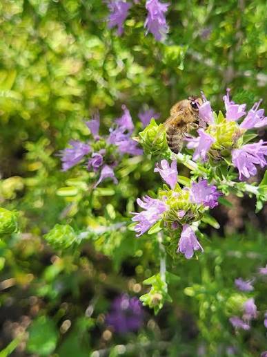 Ape che raccoglie nettare su fiori viola