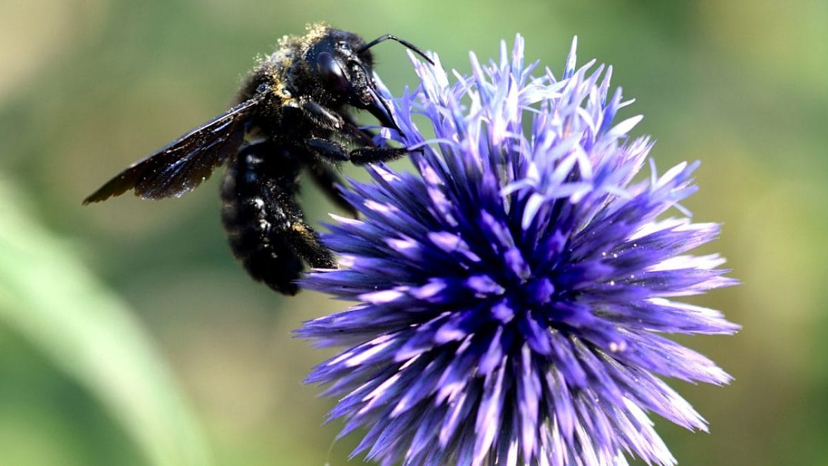 Ape nera sicula su fiore di echinops viola