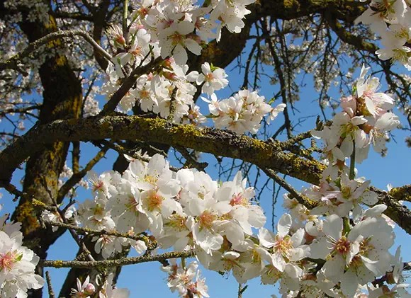 Mandorlo in fiore sotto il cielo blu siciliano